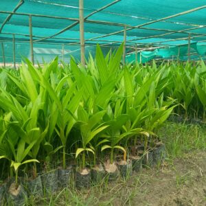 Arecanut Seedling