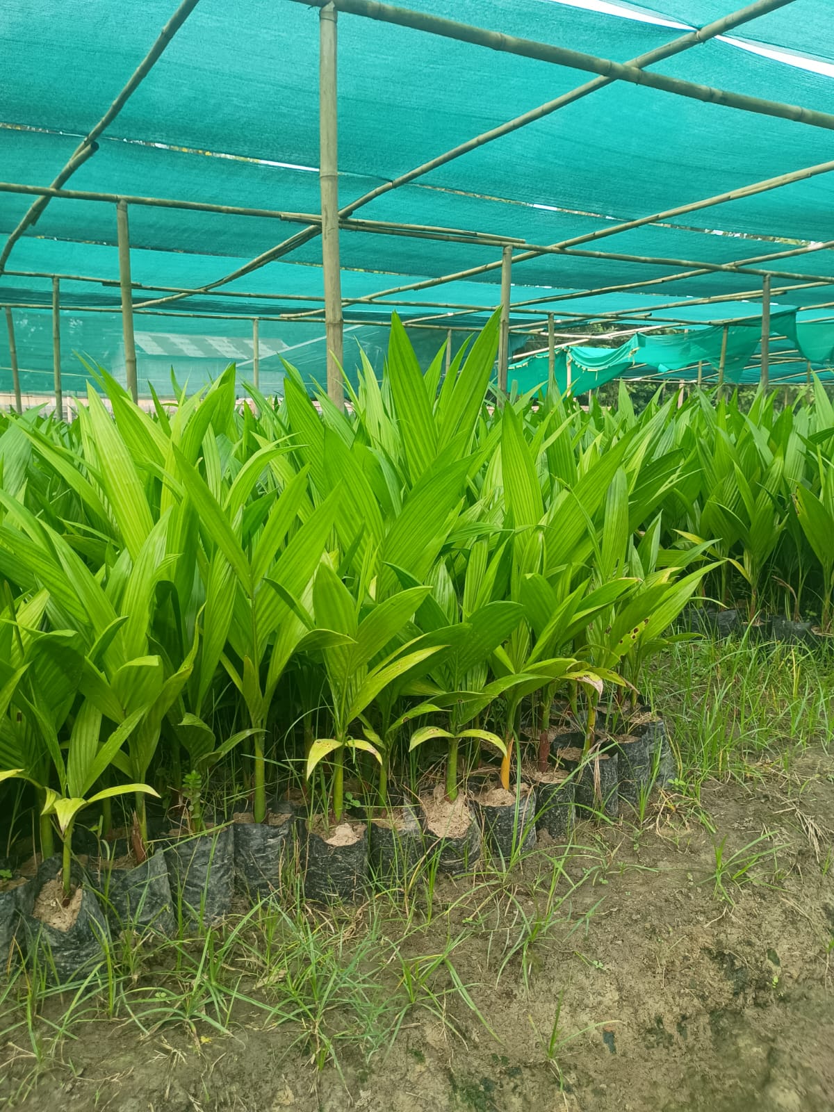 Arecanut Seedling