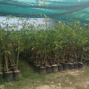 Agarwood Seedling
