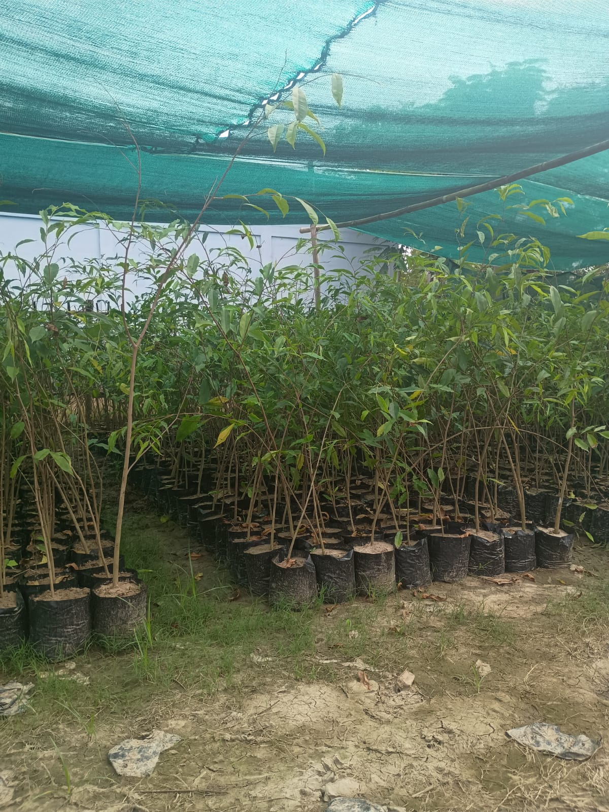 Agarwood Seedling