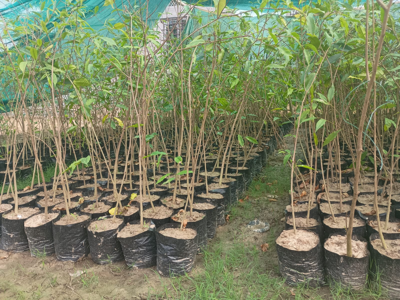 Agarwood Seedling - Image 3