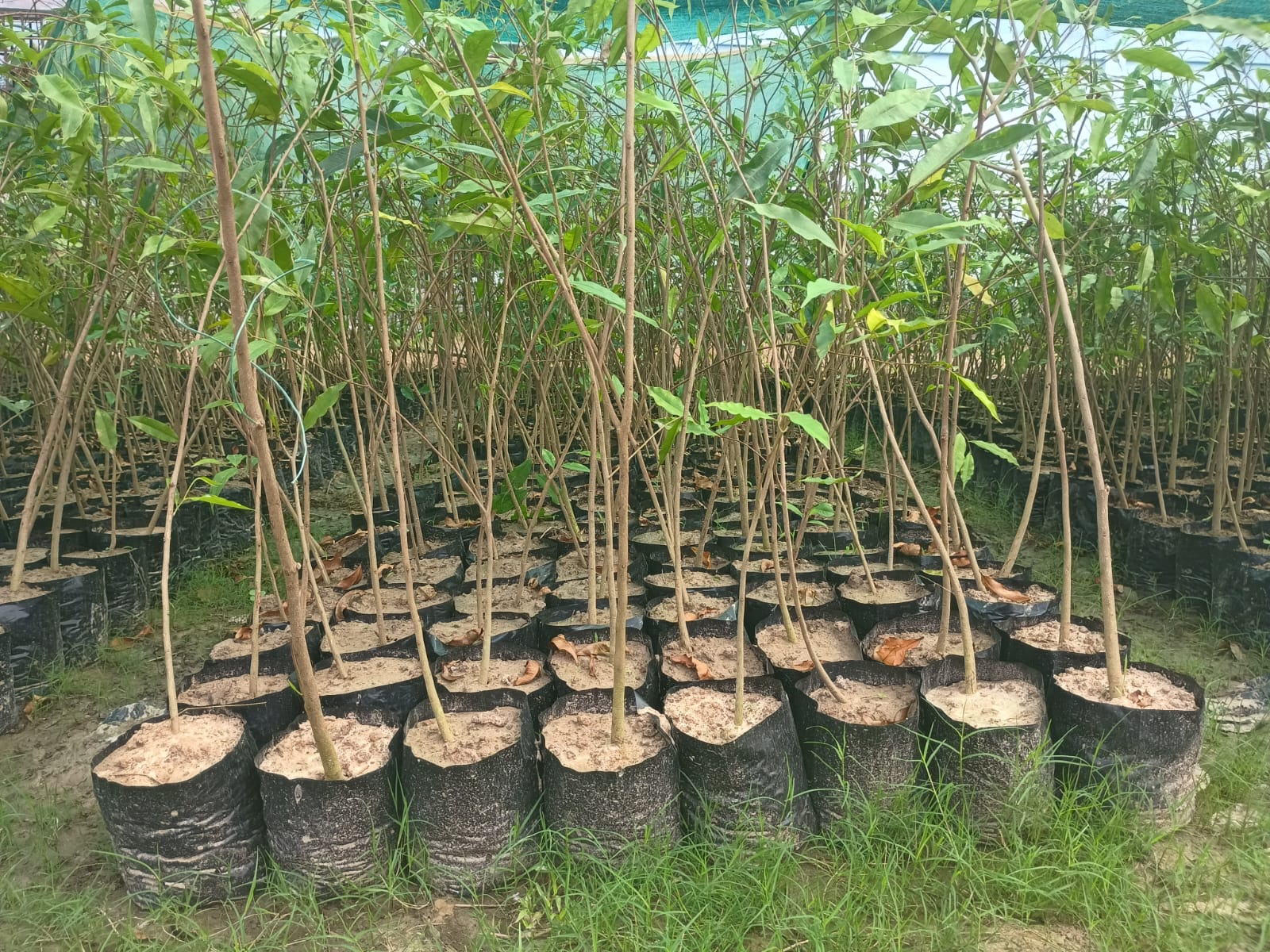 Agarwood Seedling - Image 2