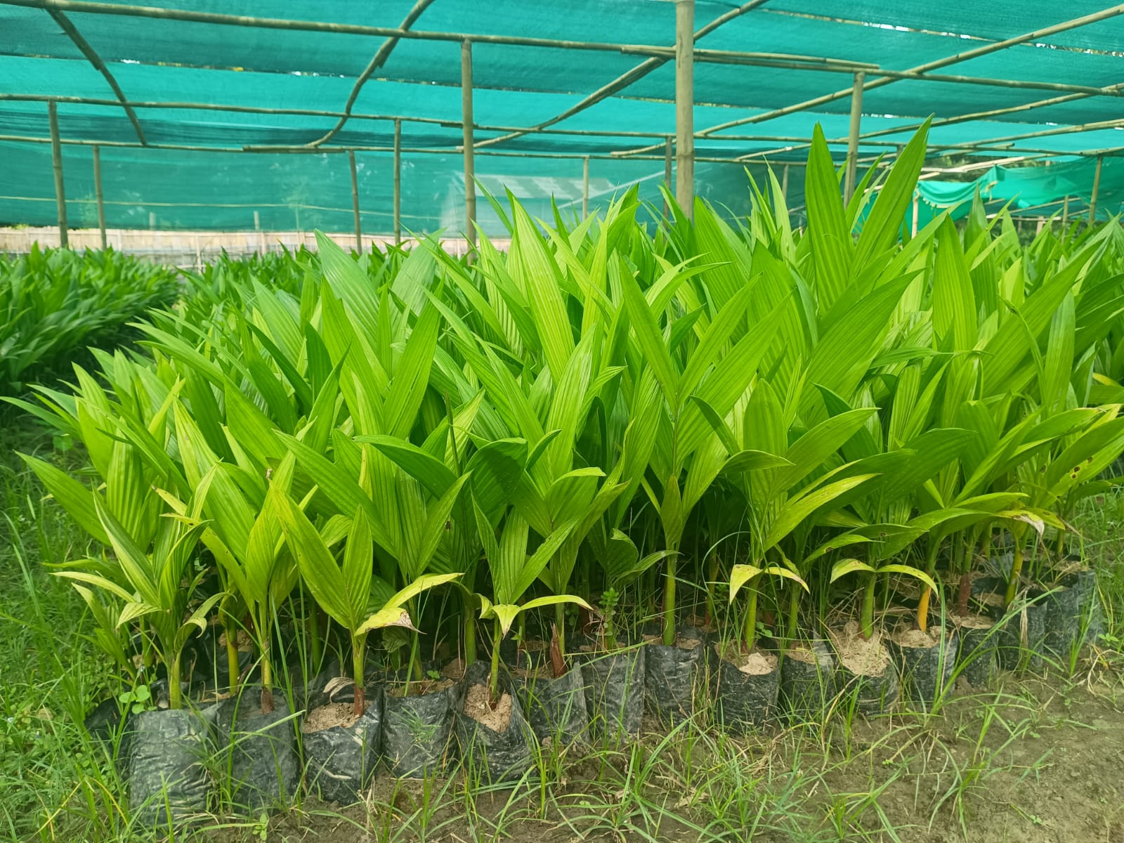 Arecanut Seedling - Image 3