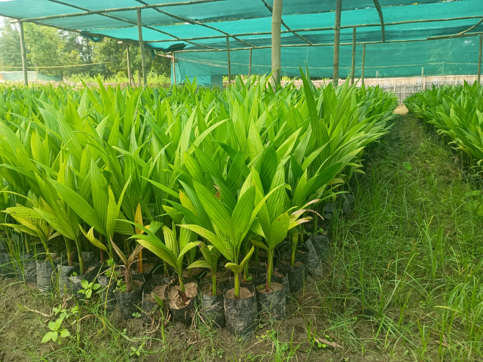 Arecanut Seedling - Image 2